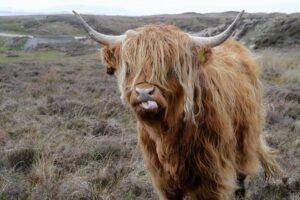 Mucca Highland scozzese dal pelo lungo e folto di colore rossiccio con grandi corna ricurve che guarda verso la camera